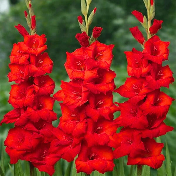 Gladiolus Red Color Flower Bulb