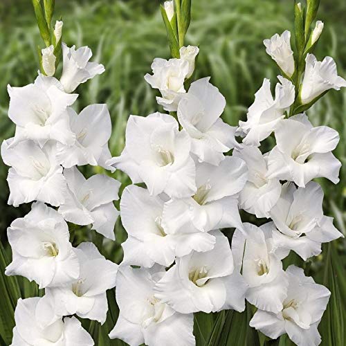 Gladiolus White Color Flower Bulb