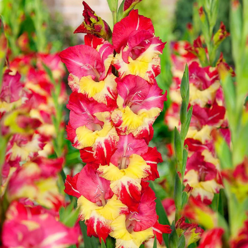 Gladiolus Tiger Flame (Red, Yellow) Flower Bulb