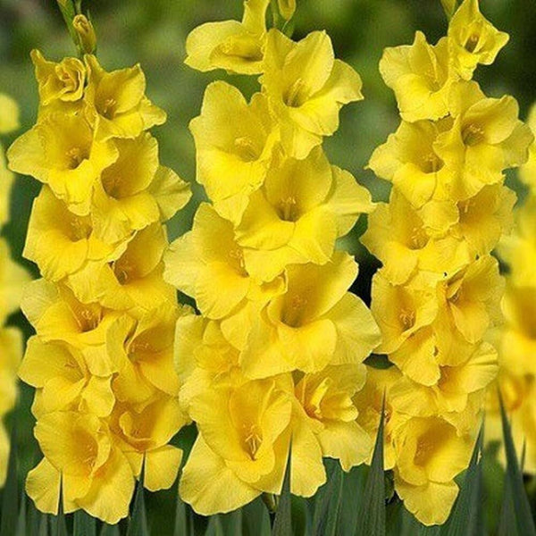 Gladiolus Yellow Color Flower Bulb