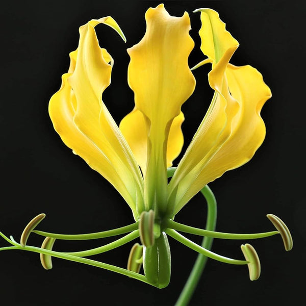 Gloriosa lily Flame Lily Yellow Color Flower Bulb