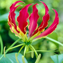 Gloriosa lily Flame Lily Red Color Flower Bulb