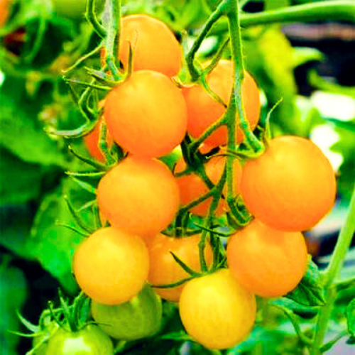 Gold Current Cherry Tomato Exotic Vegetable Seeds