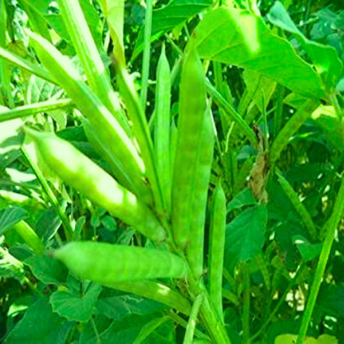 Guar Phali F1 Seeds | Vegetable Seeds