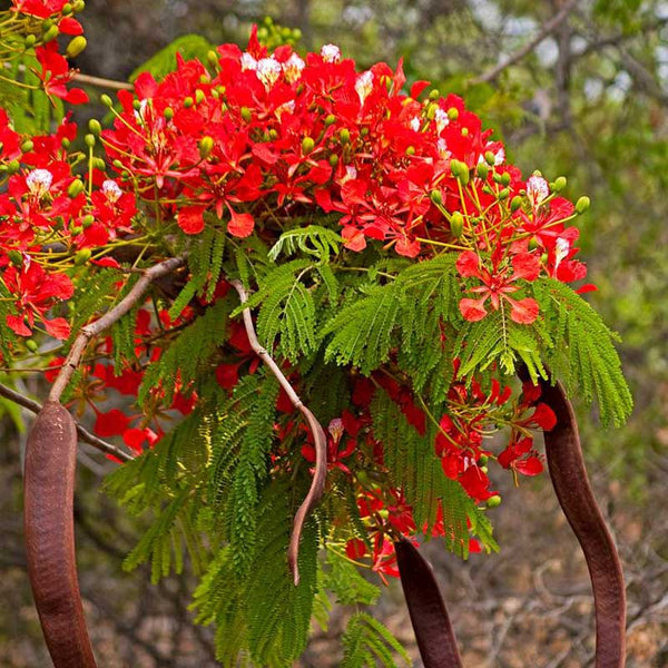 Gulmohar Royal Poinciana Red Flower Plant Seeds | Flower Tree Seeds