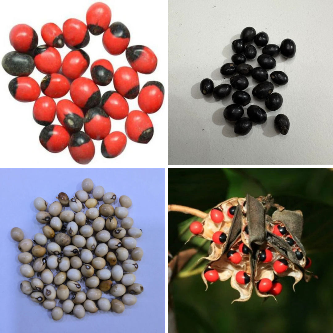 Gunja Seeds Combo Pack | 3 Unique Varieties for Your Garden | Herb See