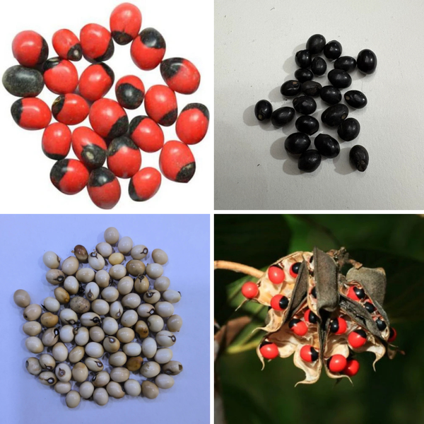 Gunja Seeds Combo Pack | 3 Unique Varieties for Your Garden | Herb Seeds