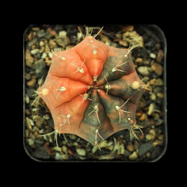 Gymnocalycium Variegated Cactus Seeds