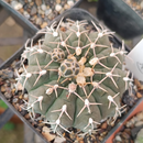 Gymnocalycium Vatteri Erect Spine Cactus Seeds