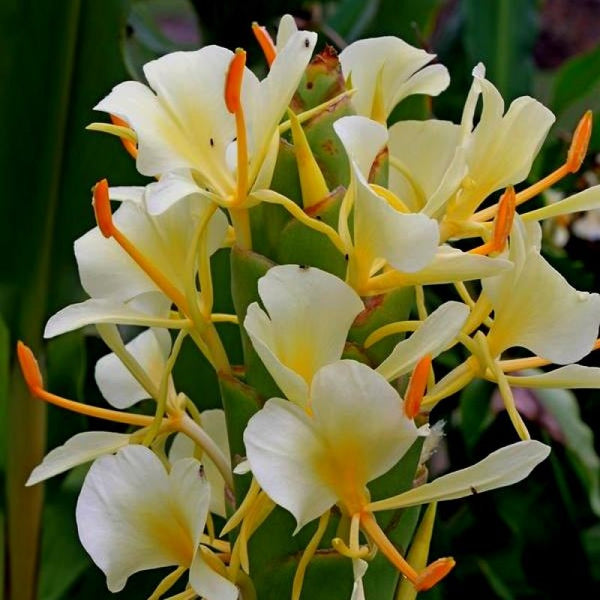 Hedychium Butterfly Ginger Lily White Color Flower Bulb