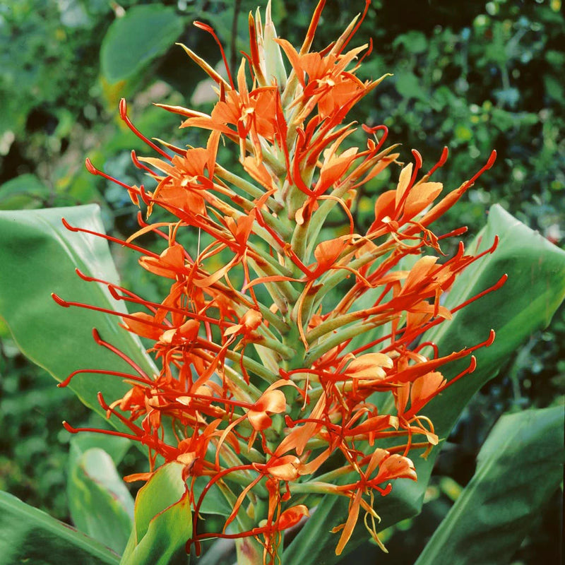 Hedychium Butterfly Ginger Lily Orange Color Flower Bulb