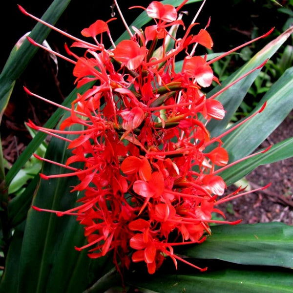 Hedychium Butterfly Ginger Lily Red Color Flower Bulb