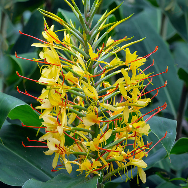 Hedychium Butterfly Ginger Lily Yellow Color Flower Bulb