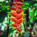 Heliconia Flower Bulbs