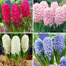 Hyacinth Any Color Flower Bulb
