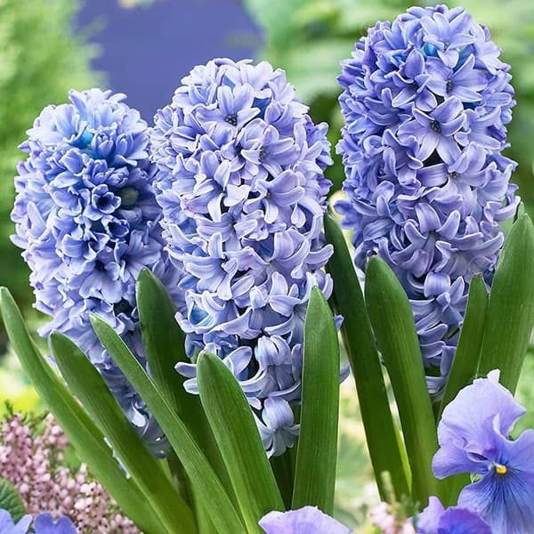 Hyacinth Delfts Blauw Color Flower Bulb