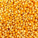 Hybrid Makka Maize Corn Seeds | Vegetable Seeds