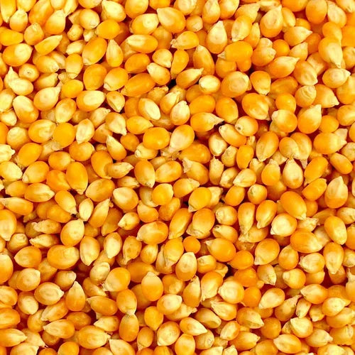 Hybrid Makka Maize Corn Seeds | Vegetable Seeds