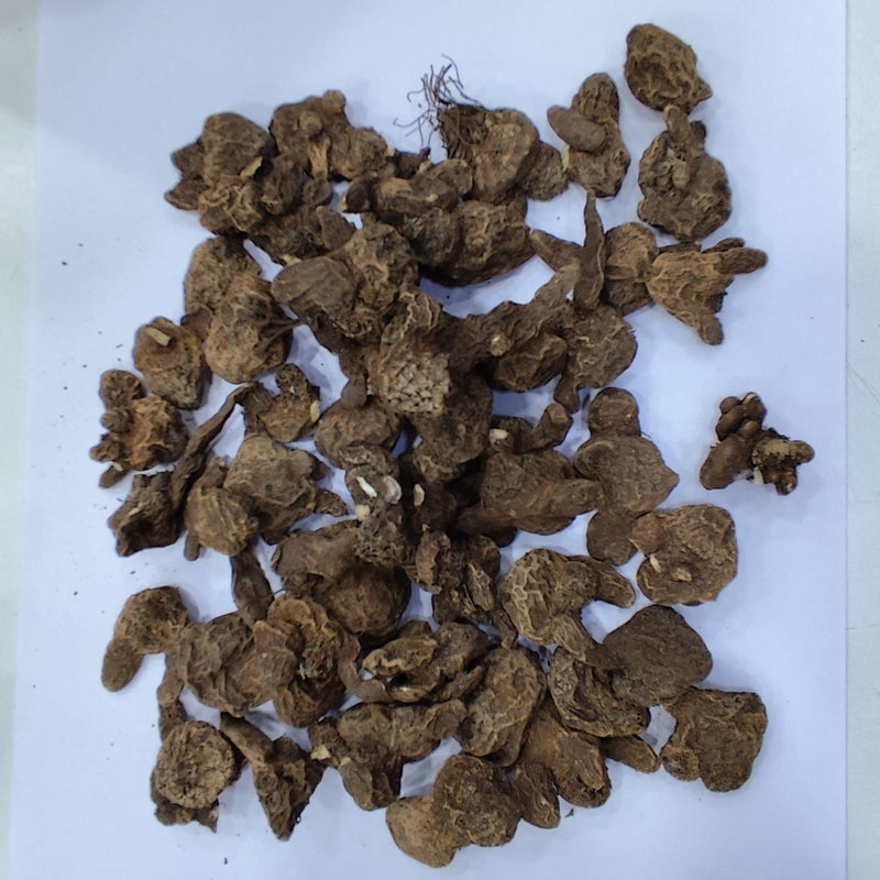 Anemone Mount Everest Flower Bulb