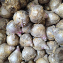 Hyacinth Gipsy Princess Flower Bulb