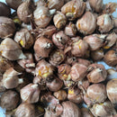 Gladiolus Bowie Color Flower Bulb