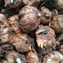 Gladiolus Blue Storm Color Flower Bulb