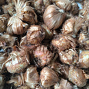 Gladiolus Fortarosa Color Flower Bulb