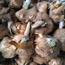 Gladiolus Karma Color Flower Bulb