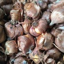 Gladiolus Fairytale Pink Color Flower Bulb