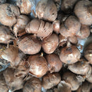 Crocus vernus Pickwick Dutch Crocus Color Flower Bulb