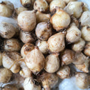 Muscari Armeniacum Grape hyacinth Color Flower Bulb