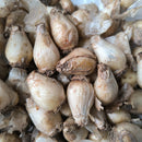 Muscari Siberian Tiger Color Flower Bulb