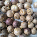 Allium Cowanii Color Flower Bulb