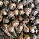 Crinum Lily Pink Color Flower Bulb