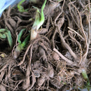 Day Lily Hemerocallis Flower Bulb Any Color