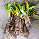 Agapanthus Lily of the Nile Any Color Flower Bulb