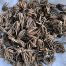 Ranunculus Any Color Flower Bulb