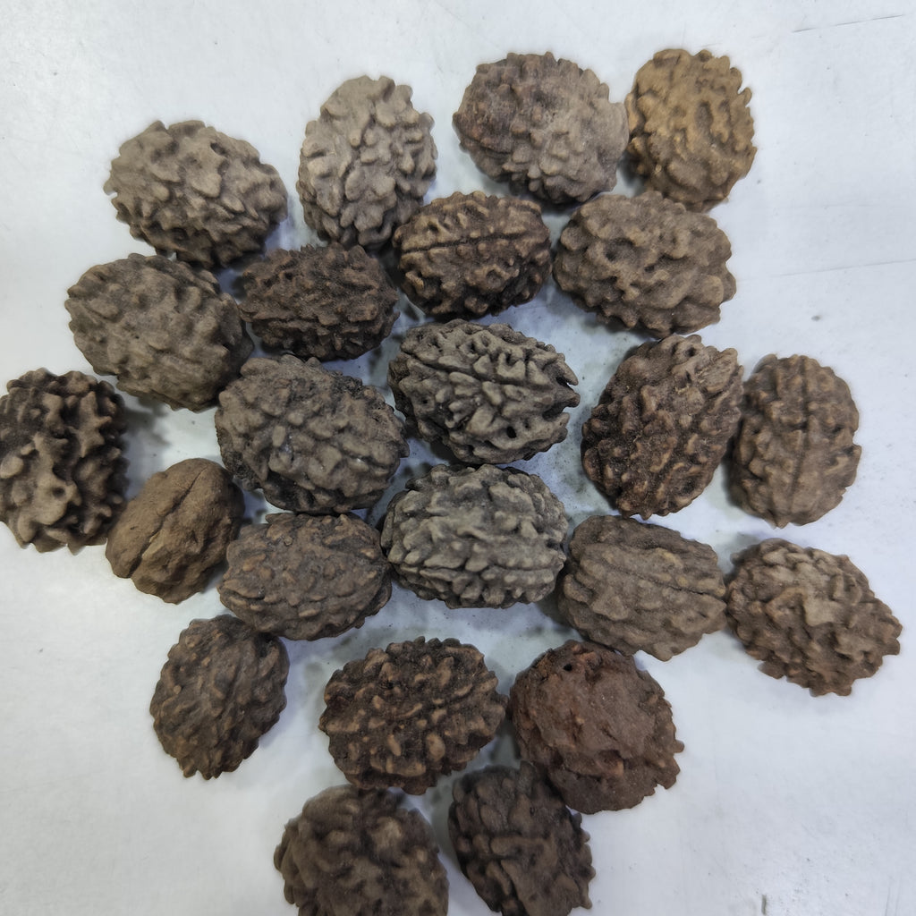 Rudraksha Plant Seeds rudraksha-plant-seeds