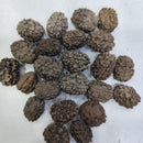 Rudraksha Plant Seeds