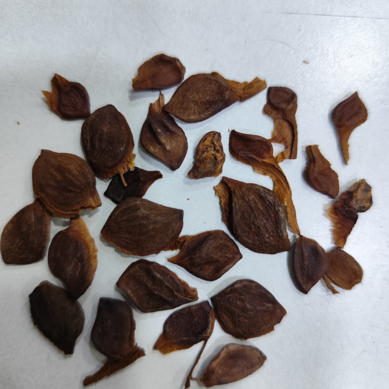 Kanak Champa Flower Seeds | Flower Tree Seeds