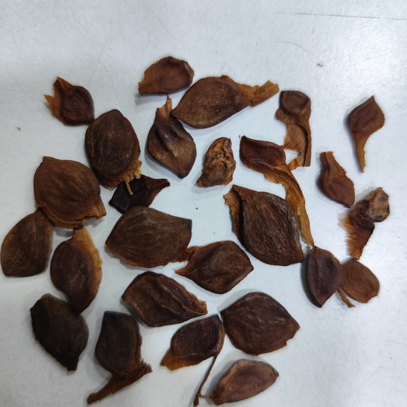 champaka flower seeds Kanak Champa Flower Seeds
