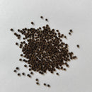 Leuchtenbergia Principis Cactus Seeds