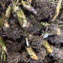 Hosta Plantain Lily White Color Flower Bulb