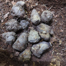 Caladium Alaska Leaf Imported Bulb