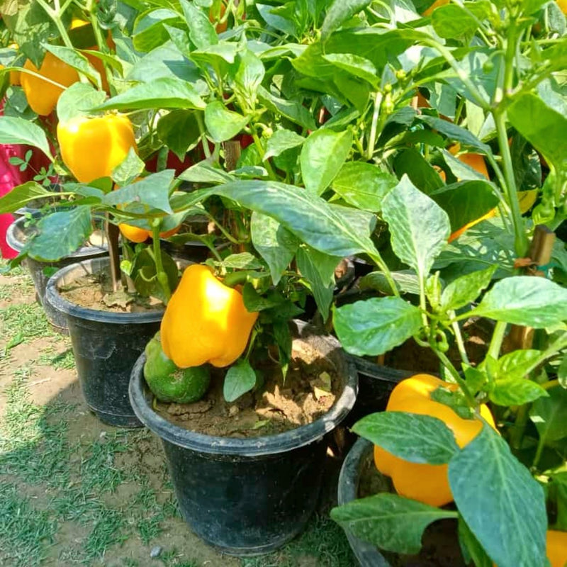 Capsicum Yellow Shimla Mirch Imported | Vegetable Seeds