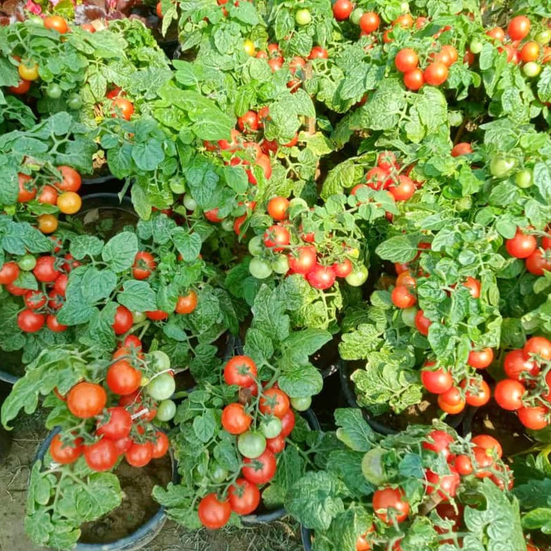 Cherry Tomato | Vegetable Seeds