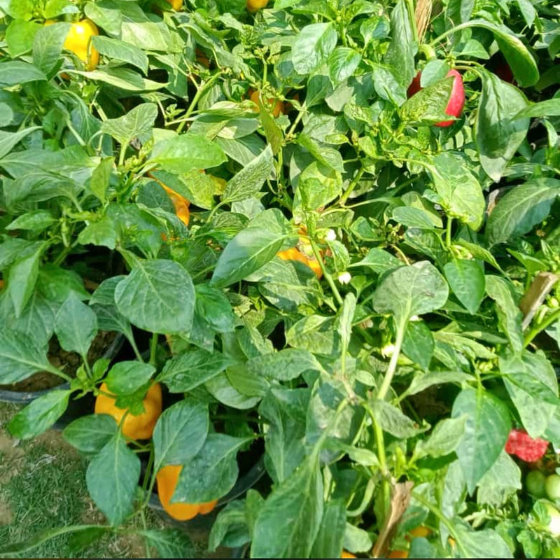 Capsicum Yellow Shimla Mirch Imported | Vegetable Seeds