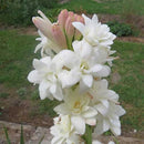 Rajnigandha Tuberose Double Petal Flower Bulbs
