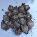 Daffodil Narcissus White Lion Flower Bulb