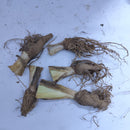 Iris Butterfly Flower Bulb